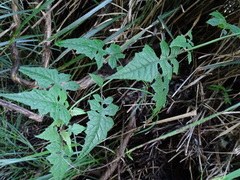 Senecio scandens incisus