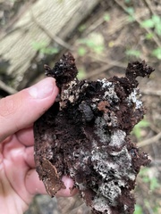 Bolitotherus cornutus