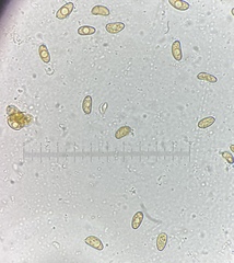 Inosperma apiosmotum