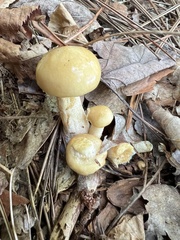 Suillus acidus