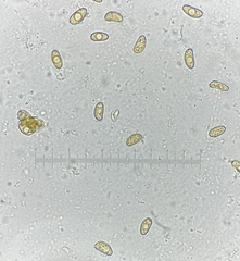 Inosperma apiosmotum