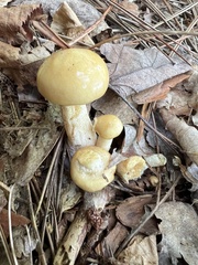 Suillus acidus