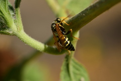 Polistes dominula