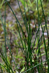 Juncus arcticus