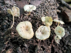 Gerronema microcarpum