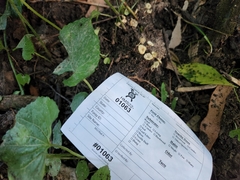 Gerronema microcarpum