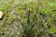 Juncus arcticus