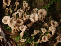 Craterellus undulatus