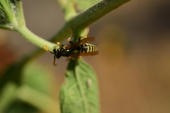 Polistes dominula