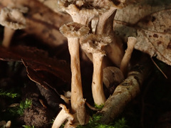 Craterellus undulatus