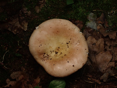 Russula risigallina