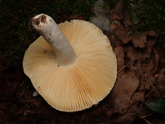 Russula risigallina