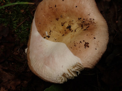 Russula risigallina