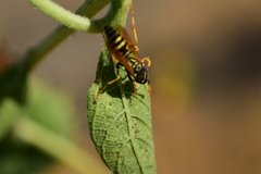 Polistes dominula