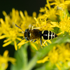 Philanthus lepidus