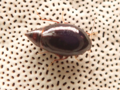 Scaphisoma agaricinum