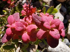 Exobasidium vaccinii-uliginosi