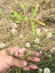 Dalea multiflora