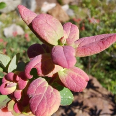 Exobasidium vaccinii-uliginosi