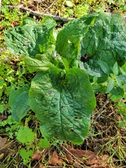 Symplocarpus foetidus