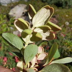 Exobasidium vaccinii-uliginosi