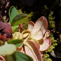 Exobasidium vaccinii-uliginosi