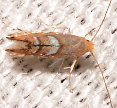 Phyllonorycter aeriferella