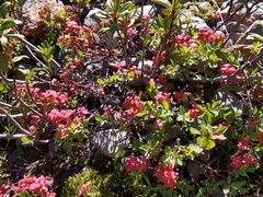 Exobasidium vaccinii-uliginosi