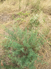 Dalea multiflora