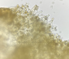 Inocybe pseudoasterospora