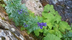 Aconitum variegatum