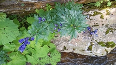 Aconitum variegatum