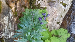 Aconitum variegatum