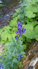 Aconitum variegatum
