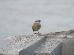 Mimus saturninus