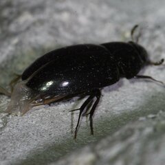 Hydrobiomorpha casta