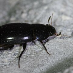 Hydrobiomorpha casta