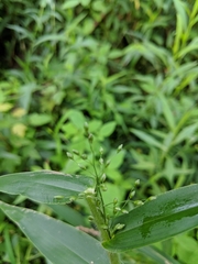 Dichanthelium latifolium