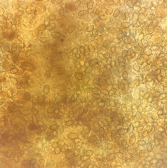 Inosperma mutatum