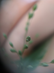 Dichanthelium latifolium