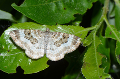 Epirrhoe rivata