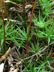 Polytrichastrum ohioense
