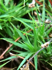 Polytrichastrum ohioense