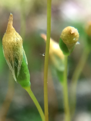 Image of Polytrichum ohioense by (c) Matthew Sirotkin, some rights reserved (CC BY)