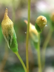 Polytrichastrum ohioense