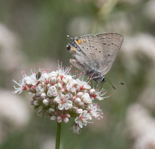 Satyrium californica