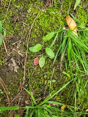 Rhynchosida physocalyx