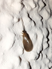 Sisyridae