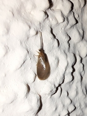 Sisyridae