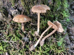 Inocybe subradiata